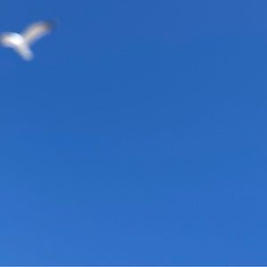 Meet your Posher, Starkey